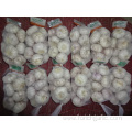 Buy Normal White Garlic